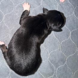Boone - Black tri male Miniature Australian Shepherd puppy in Hillsboro, Texas from H&J Aussies