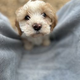 Speckle - Blenheim Cavapoo puppy in Tahlequah, Oklahoma from Love Some Dogs Dachshunds & Cavalier King Charles Spaniels,Cavapoos