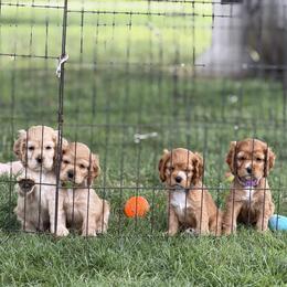 Cocker Spaniel Puppies from A&J Kennel