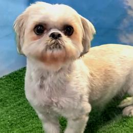 Joanna - Shih Tzu