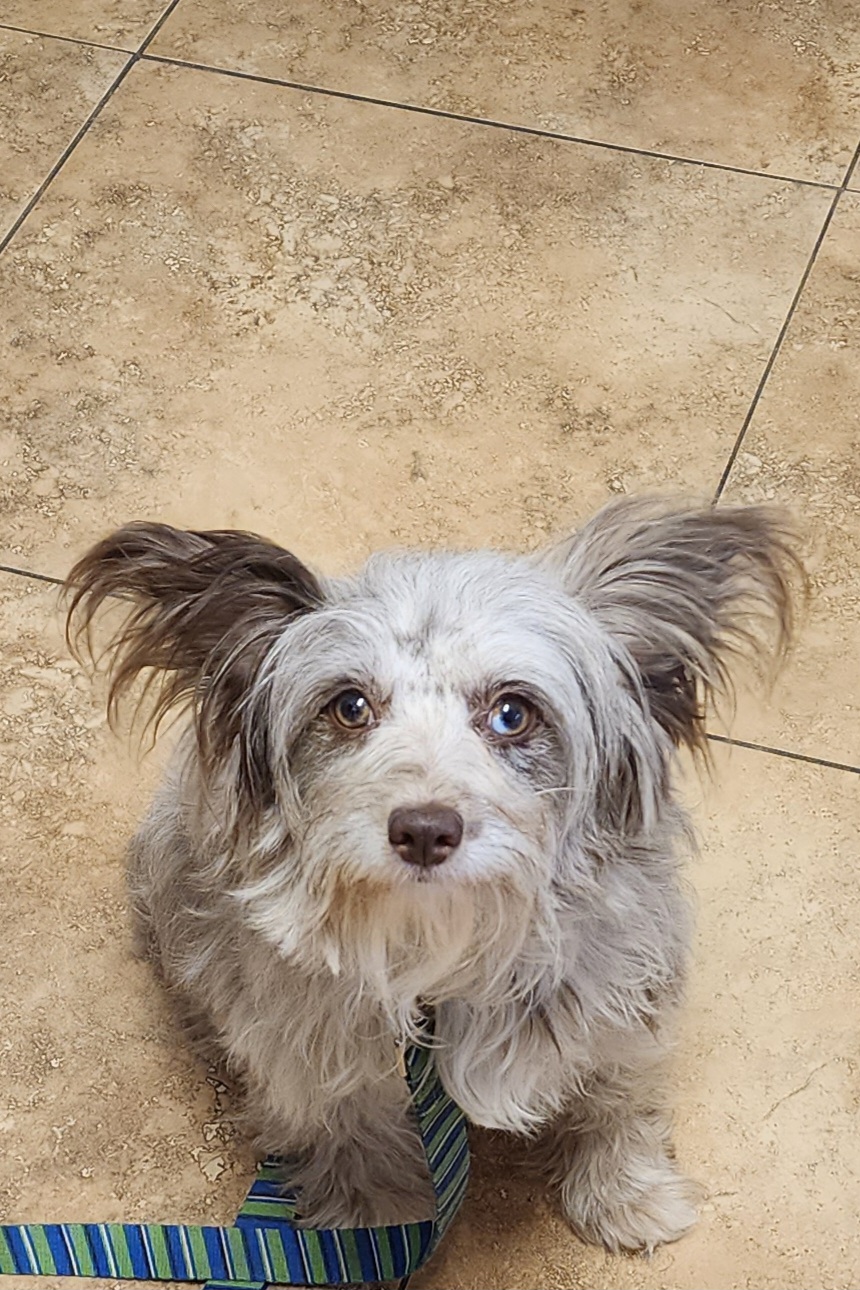 NELLI - Miniature Australian Shepherd