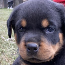 Gladys Knight - Black and tan Rottweiler puppy in Chesapeake, Virginia from Von Haus Wilkerson Rottweilers