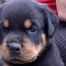Gladys Knight - Black and tan Rottweiler puppy in Chesapeake, Virginia from Von Haus Wilkerson Rottweilers