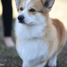 Tate - Red male Pembroke Welsh Corgi puppy in Pleasanton, Kansas from Cadenza Corgis