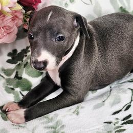 Gleam - Blue male Italian Greyhound puppy in Cadwell, Georgia from All The DoDa Day Italian Greyhounds