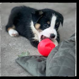 Cookie - Black and white female American Corgi puppy in Nortonville, Kansas from Low Riders Corgis & Mini Aussies