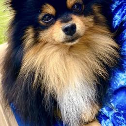 Jade - Pomeranian