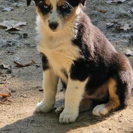 Betty - Blue merle female Australian Shepherd puppy in Three Rivers, Michigan from Mitten Australian Shepherds