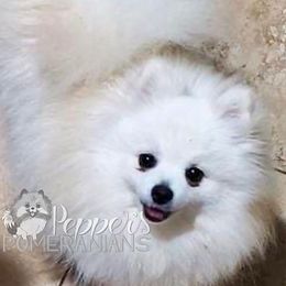 Lacey - Pomeranian