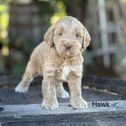 Australian Labradoodle Puppies from Sierra Skye Labradoodles