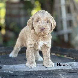 Australian Labradoodle Puppies from Sierra Skye Labradoodles