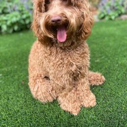 Grace - Australian Labradoodle