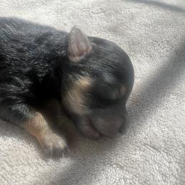 Maltipoo Puppies from Chelby Albrecht