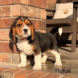 Rufus - Black tan and white male Beagle puppy in Mansfield, Missouri from Rippee Creek Kennel