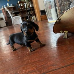 Dachshund Puppies from Cromwell Cogsworth Dachshunds of South West Michigan