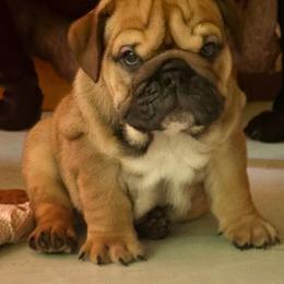 Hemera - Fawn female Bulldog puppy in Fort White, Florida from Bullgodz English Bulldogs