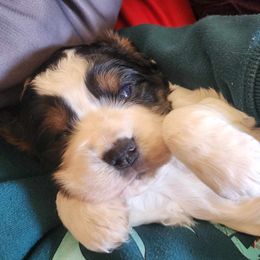 Girl 2 - Black white and tan English Springer Spaniel puppy in Roseburg, Oregon from Enos Ranch Springer Spaniels