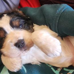 Girl 2 - Black white and tan English Springer Spaniel puppy in Roseburg, Oregon from Enos Ranch Springer Spaniels