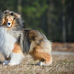Shetland Sheepdogs from Jesstar Shetland Sheepdogs