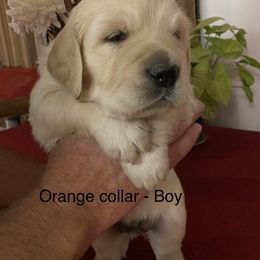 Golden Retriever Puppies from Gold 'N Dust Ranch