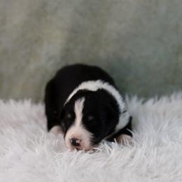 BTM1 - Black tri-color male Australian Shepherd puppy in Warm Springs, Georgia from Out West Aussies