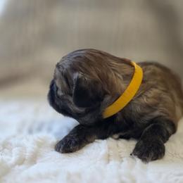 Truvy - Brown female Shichon puppy in Ronda, North Carolina from Willow River