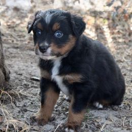 Girl 3 - Black tri-color female Australian Shepherd puppy in Iola, Texas from MK Aussies
