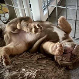 Bulldog and French Bulldog Puppies from JuneBug Bullies