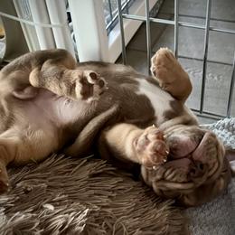 Bulldog and French Bulldog Puppies from JuneBug Bullies