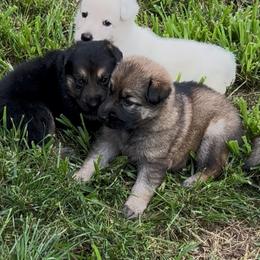 Chevy - Black and red male German Shepherd puppy in Yuba City, California from Barton’s German Shepherds