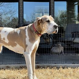 Justice - Great Dane