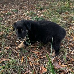 Valley - Black tri-color female Australian Shepherd puppy in Asheboro, North Carolina from Stellar Aussies