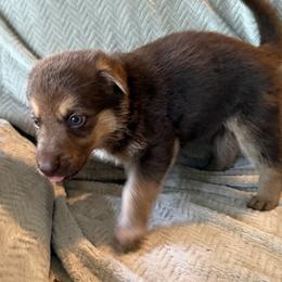 Girl 3 yellow collar - Liver female German Shepherd puppy in Newsoms, Virginia from A Tier Above Shepherds