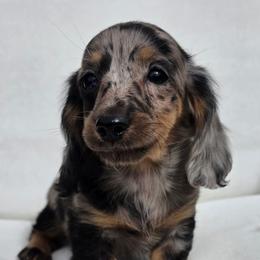 Dapple girl - Dapple female Dachshund puppy in Woodland, Washington from SJs Dachshunds