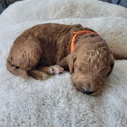 Oreo (Orange Collar) - Apricot male Goldendoodle puppy in Lincoln, California from Lincoln Goldendoodles