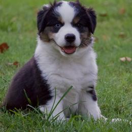 Atlas - Black tri male Miniature Australian Shepherd puppy in Philpot, Kentucky from Miller Hill Mini American Shepherds and Mini Australian Shepherds