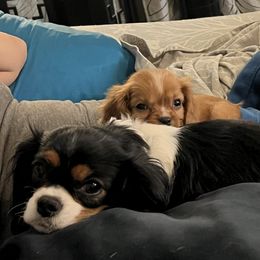 Cavalier King Charles Spaniel and Cavapoo Puppies from Texas Cavalier King Charles Spaniels Manard Enterprises