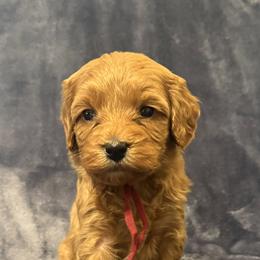 Girl 6 red collar - female Goldendoodle puppy in Wesson, Mississippi from Southern Country Doodles