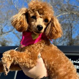 Penelope Layne - Poodle