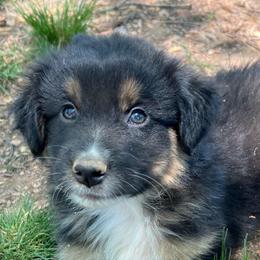 Carl - Black tri-color male Australian Shepherd puppy in Scottsville, Virginia from Cedar Creek Aussies