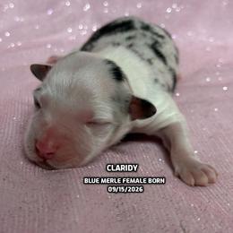 Claridy - Blue merle female Australian Shepherd puppy in Bethany, Connecticut from Wynter Thyme Manor Australian shepherds