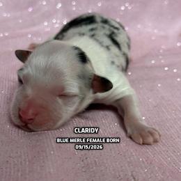 Claridy - Blue merle female Australian Shepherd puppy in Bethany, Connecticut from Wynter Thyme Manor Australian shepherds