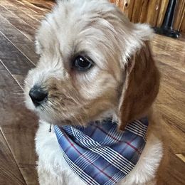 Boy 4 - Australian Labradoodle puppy in Missouri from Sweet Maple Labradoodles, LLC