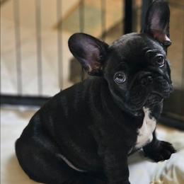 Brindle Female - Brindle female French Bulldog puppy in Worley, Idaho from Templinhaus Rottweilers & DreamHaus French Bulldogs