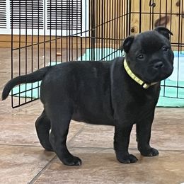 French Bulldog and Staffordshire Bull Terrier Puppies from Sincerity