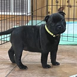French Bulldog and Staffordshire Bull Terrier Puppies from Sincerity