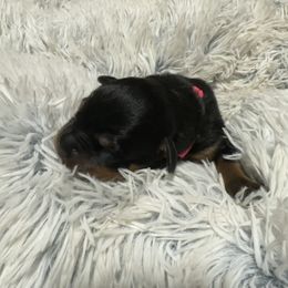 Rottweiler Puppies from Khaotic Rottweilers