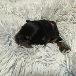 Rottweiler Puppies from Khaotic Rottweilers