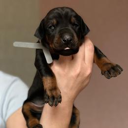 Belgian Malinois and Doberman Pinscher Puppies from Artaks Home