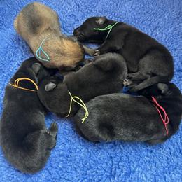 Cove (Blue) - Brown male Belgian Sheepdog puppy in Franklin, West Virginia from Wildmour K9